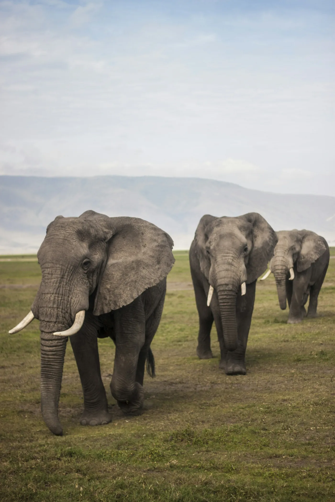 Three elephants walking in line across grass