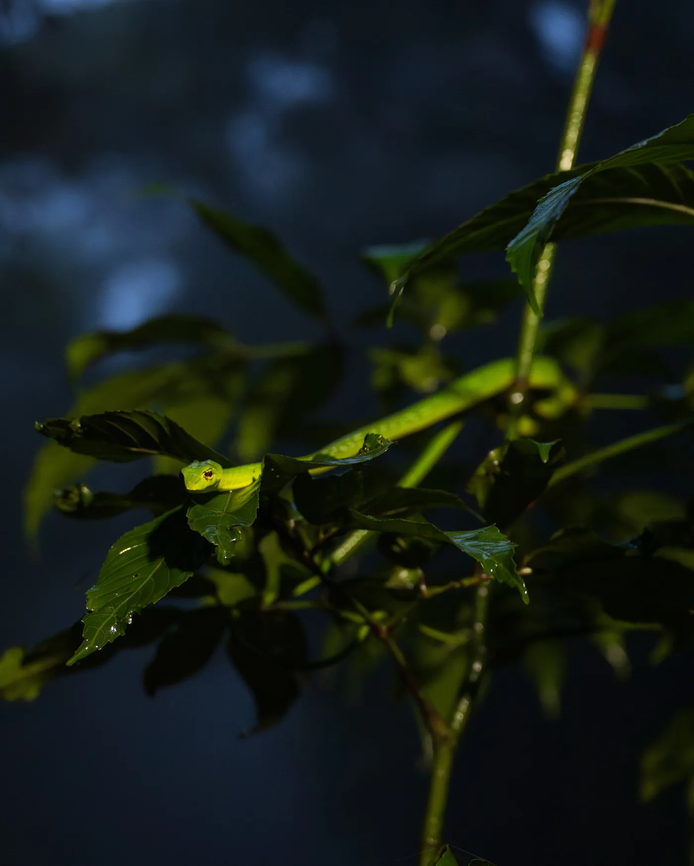 A green vine snake in wet foliage after dark, lit from one side