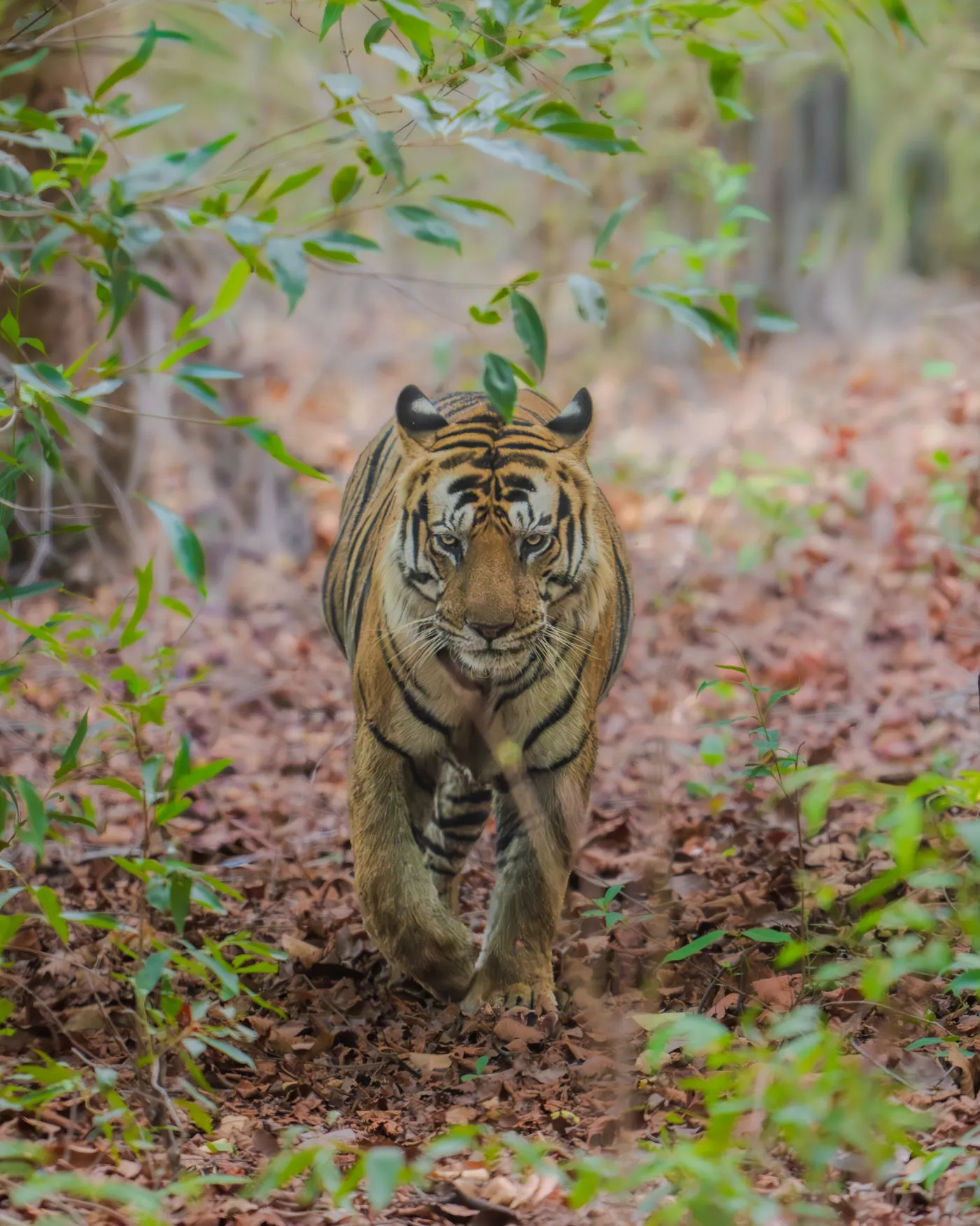 A Bengal tiger walking straight down the track towards the vehicle