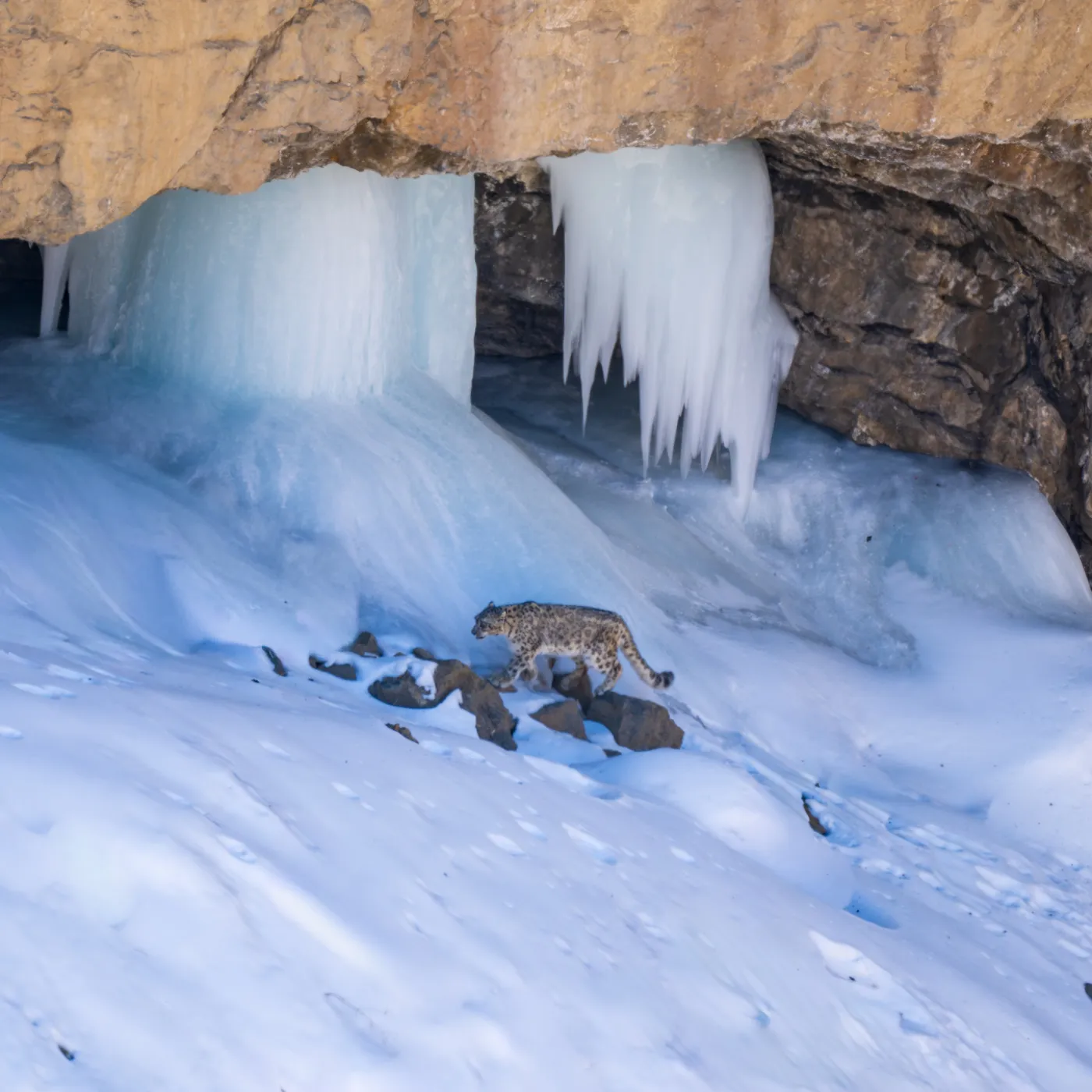 A snow leopard below a frozen fall, matched to the rock behind it
