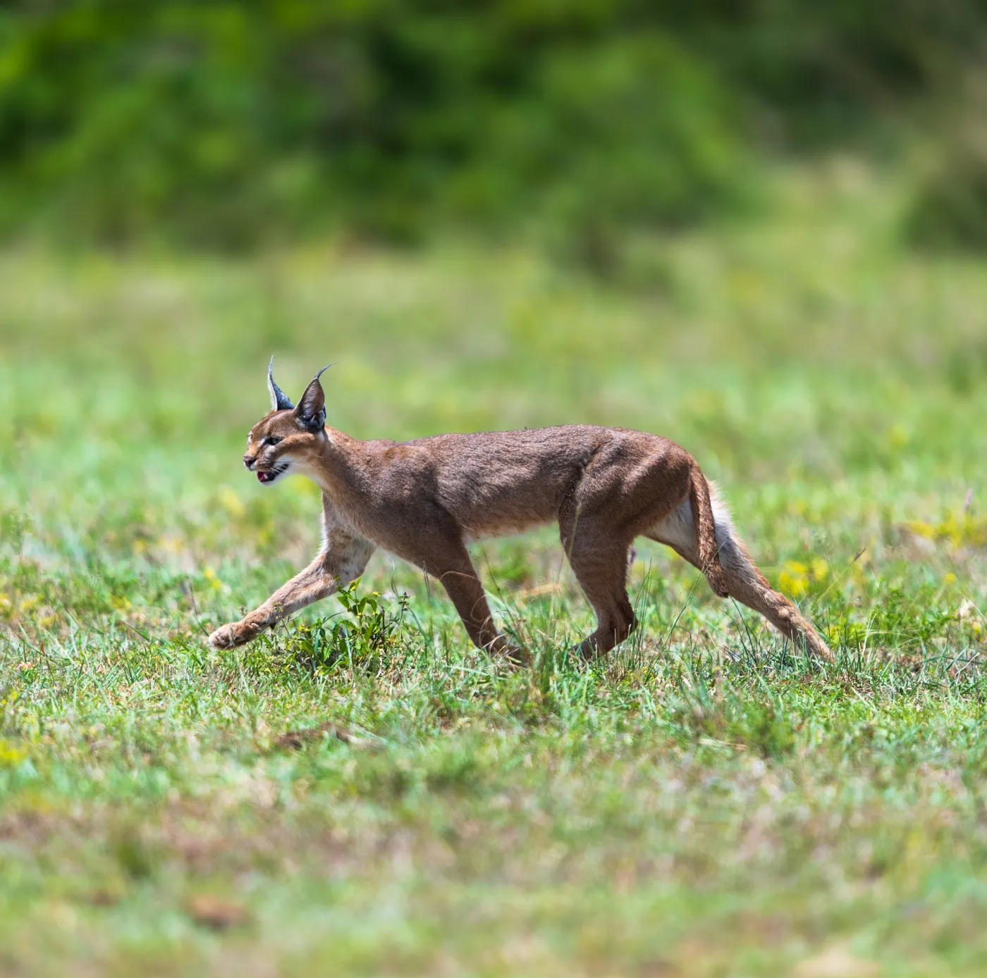A caracal crossing open grass in the early morning
