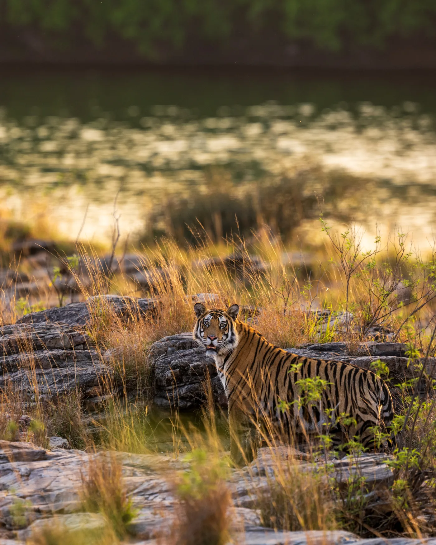 A tiger lying up among rocks at the edge of the water