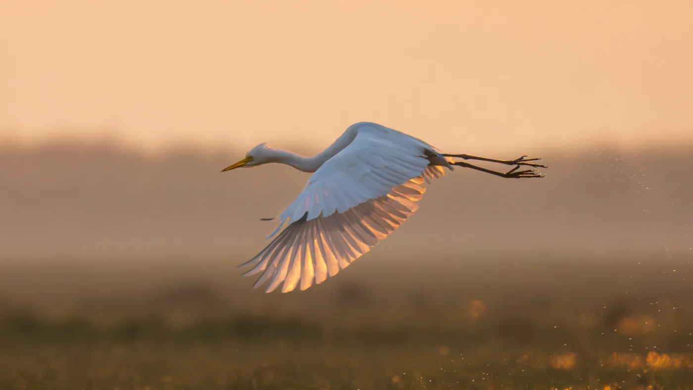 An egret crossing the wetland at sunrise