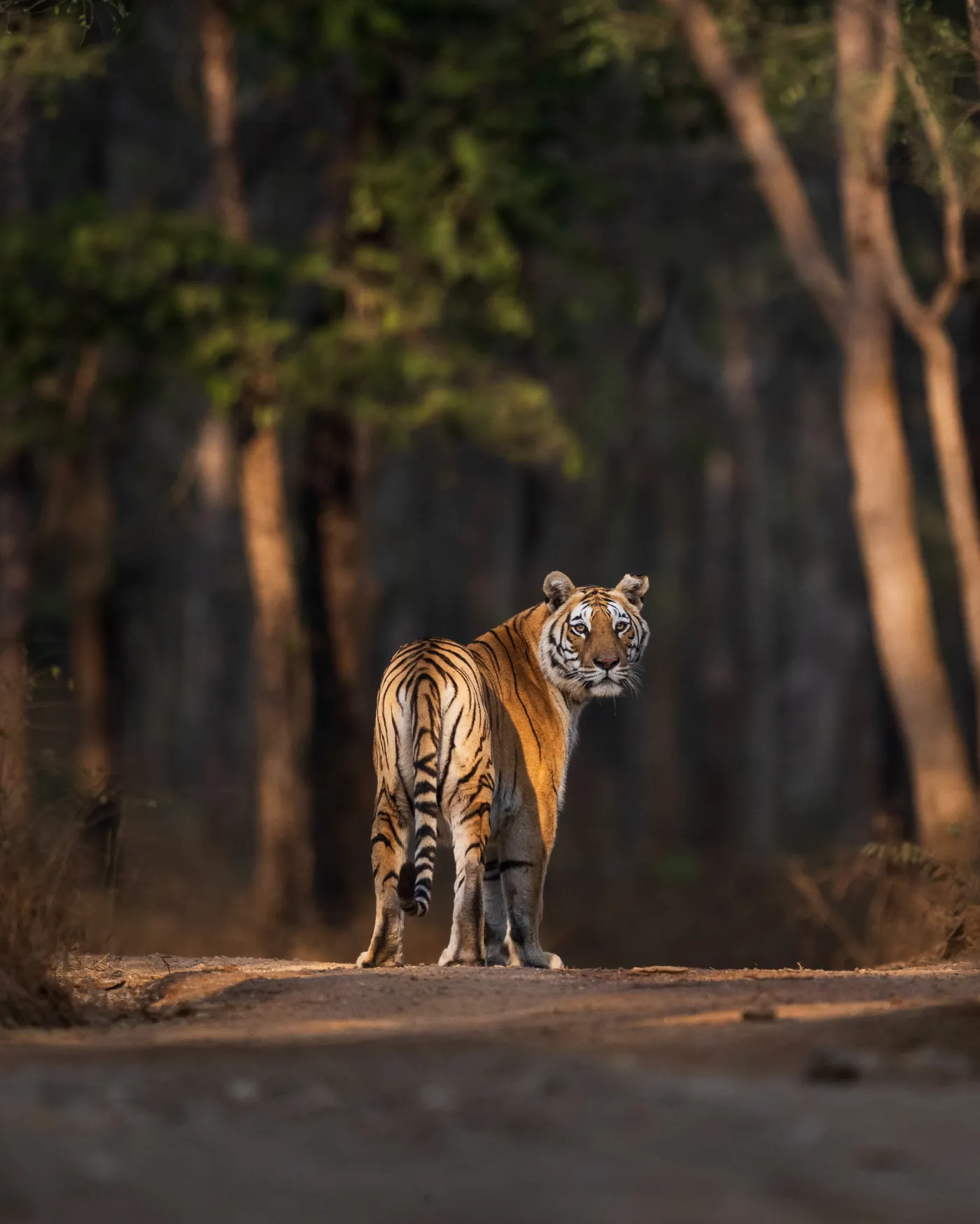 A tiger standing on a forest track between tall trees, first light behind it