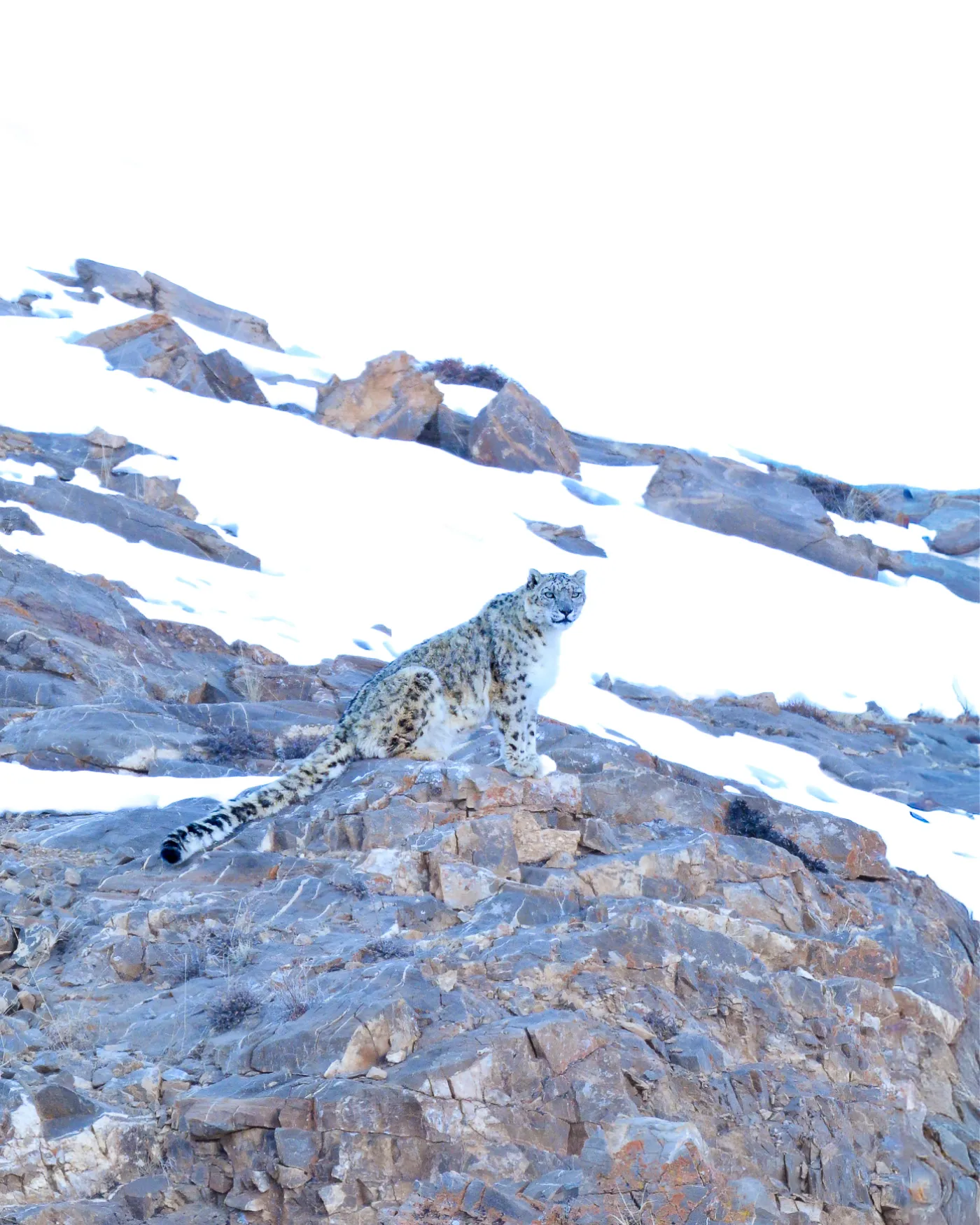 A snow leopard at distance on open snow, shot on a long lens