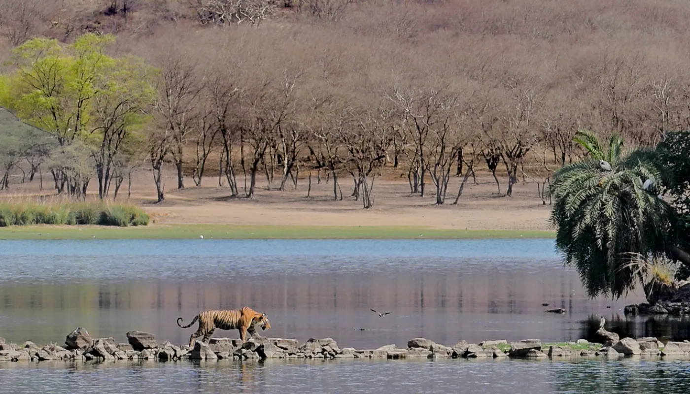 A big cat at the edge of the lake, the far bank behind it
