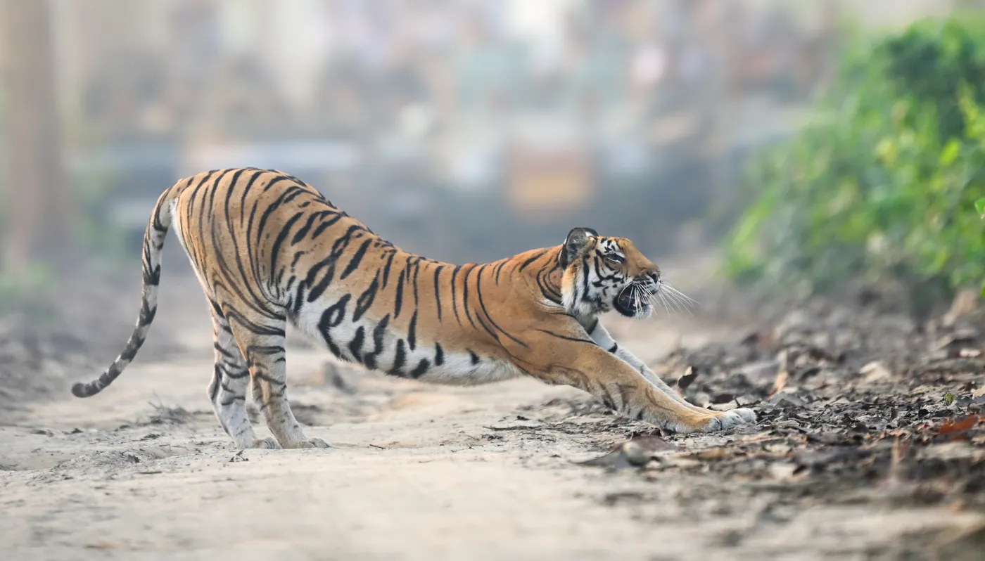 A tiger stretching on the forest track, mist still in the trees