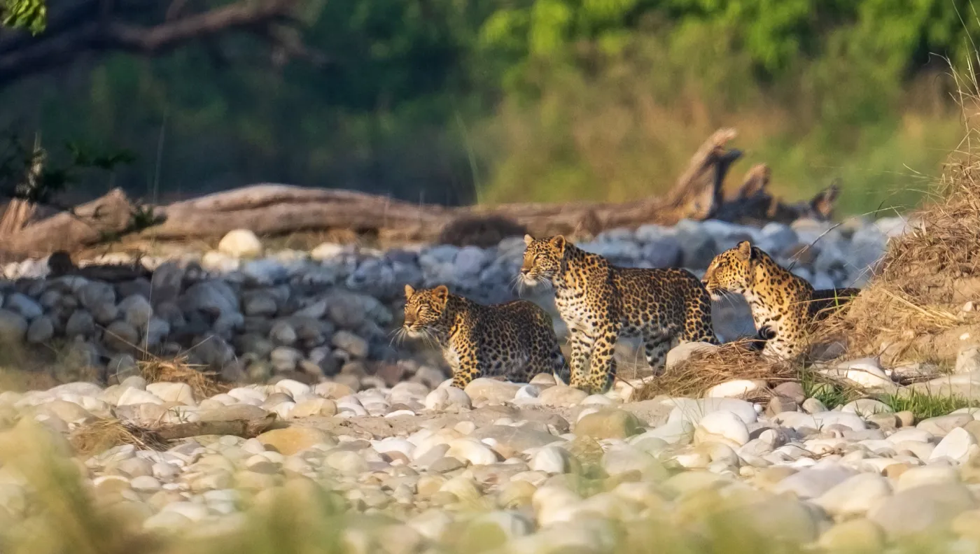 Leopards on the rocks at the edge of the riverbed