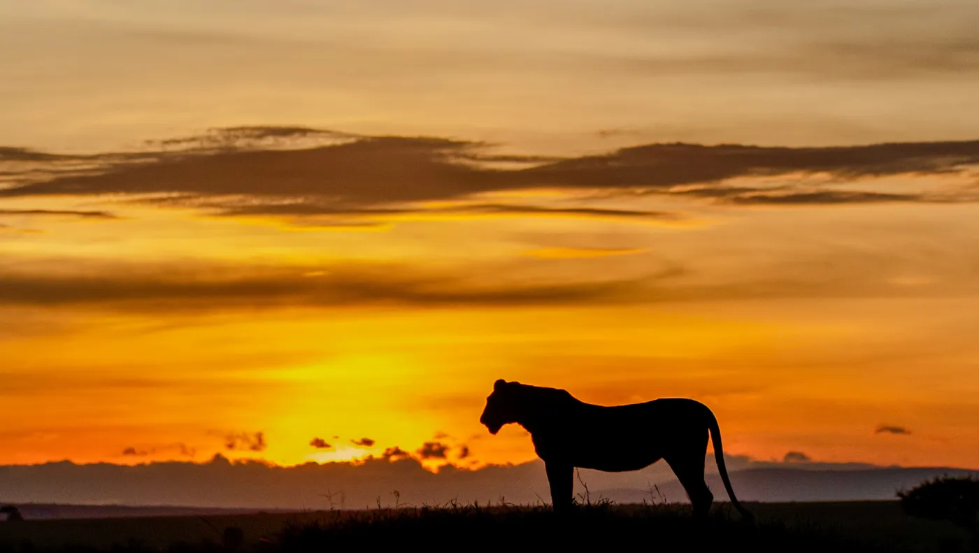 A lion on the skyline as the sun goes down over open country