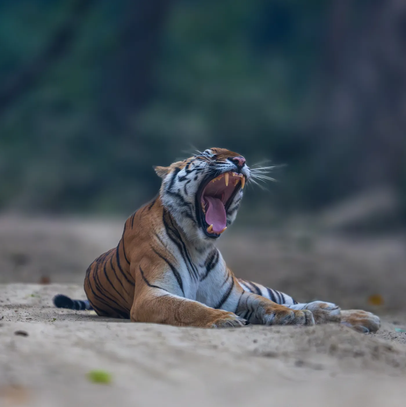 A tiger lying up through the middle of the day, yawning