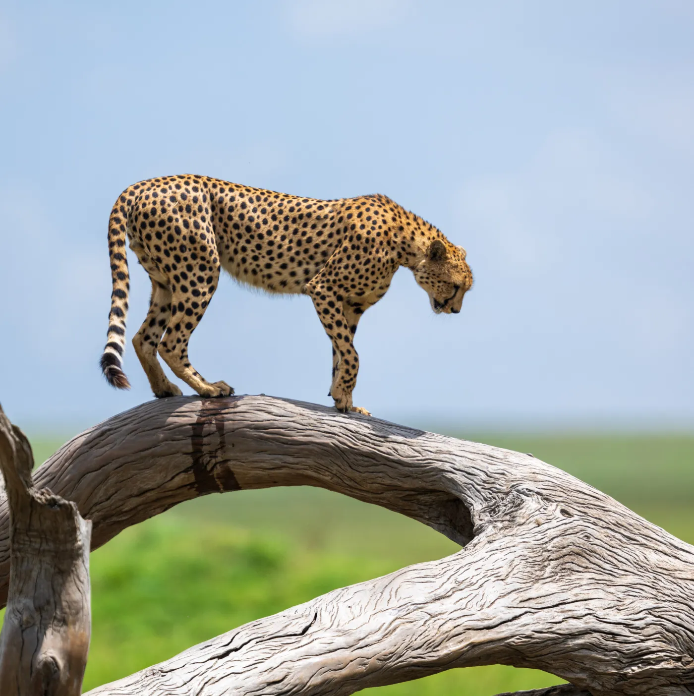 A cheetah standing on a fallen trunk against open sky