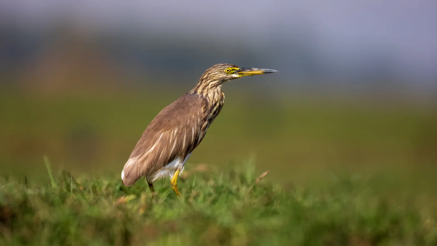 A pond heron working the edge of the wetland