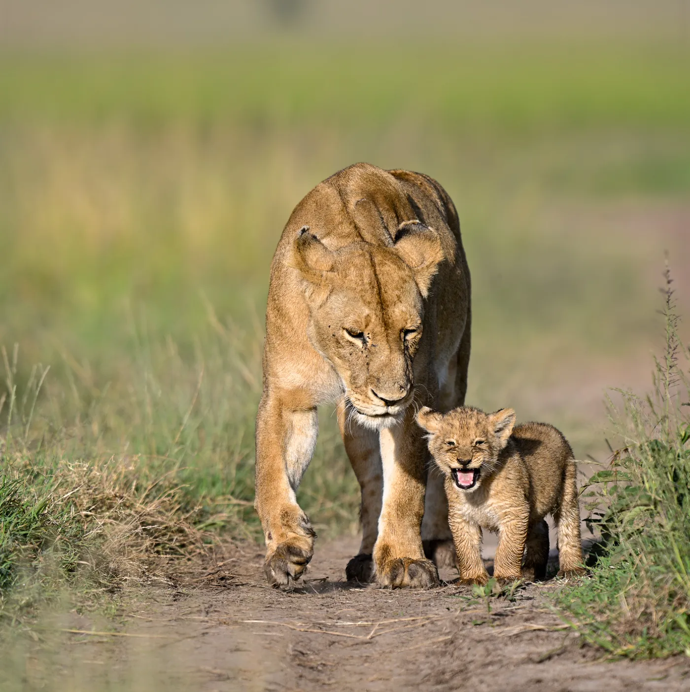 A lioness walking the track with a small cub beside her