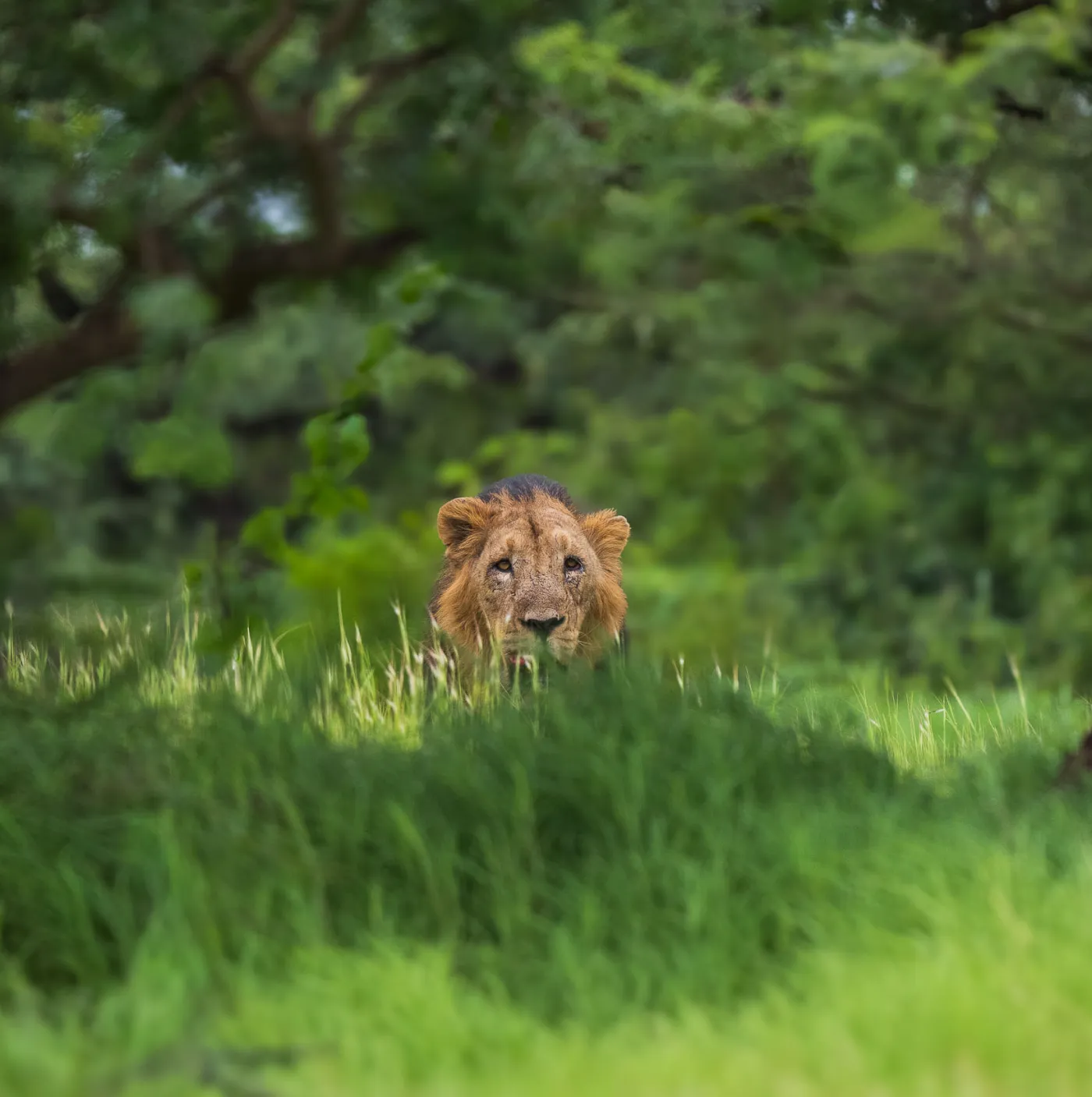 An Asiatic lion watching from long grass