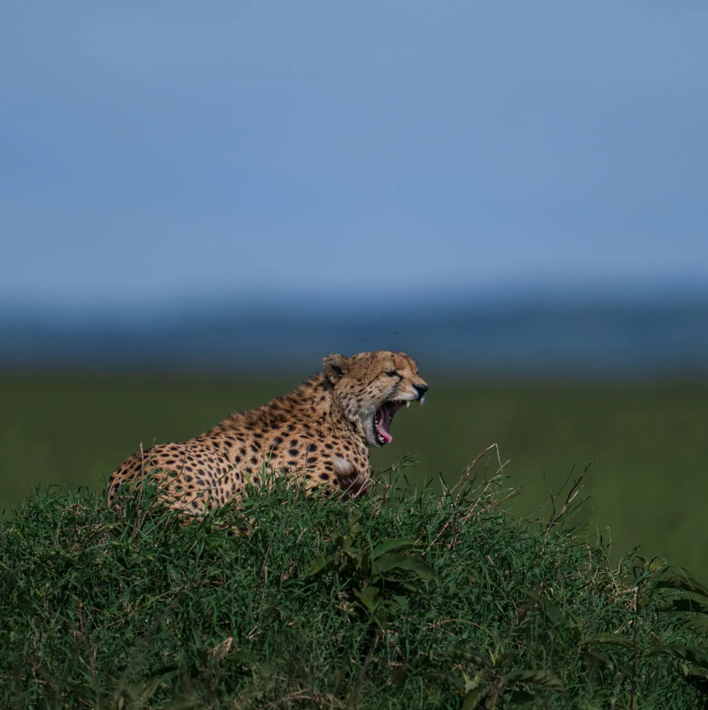 A cheetah calling from a termite mound