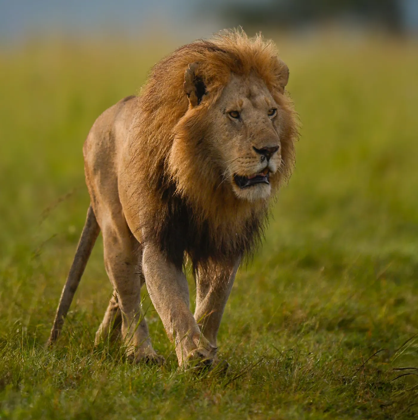 A male lion walking through wet grass