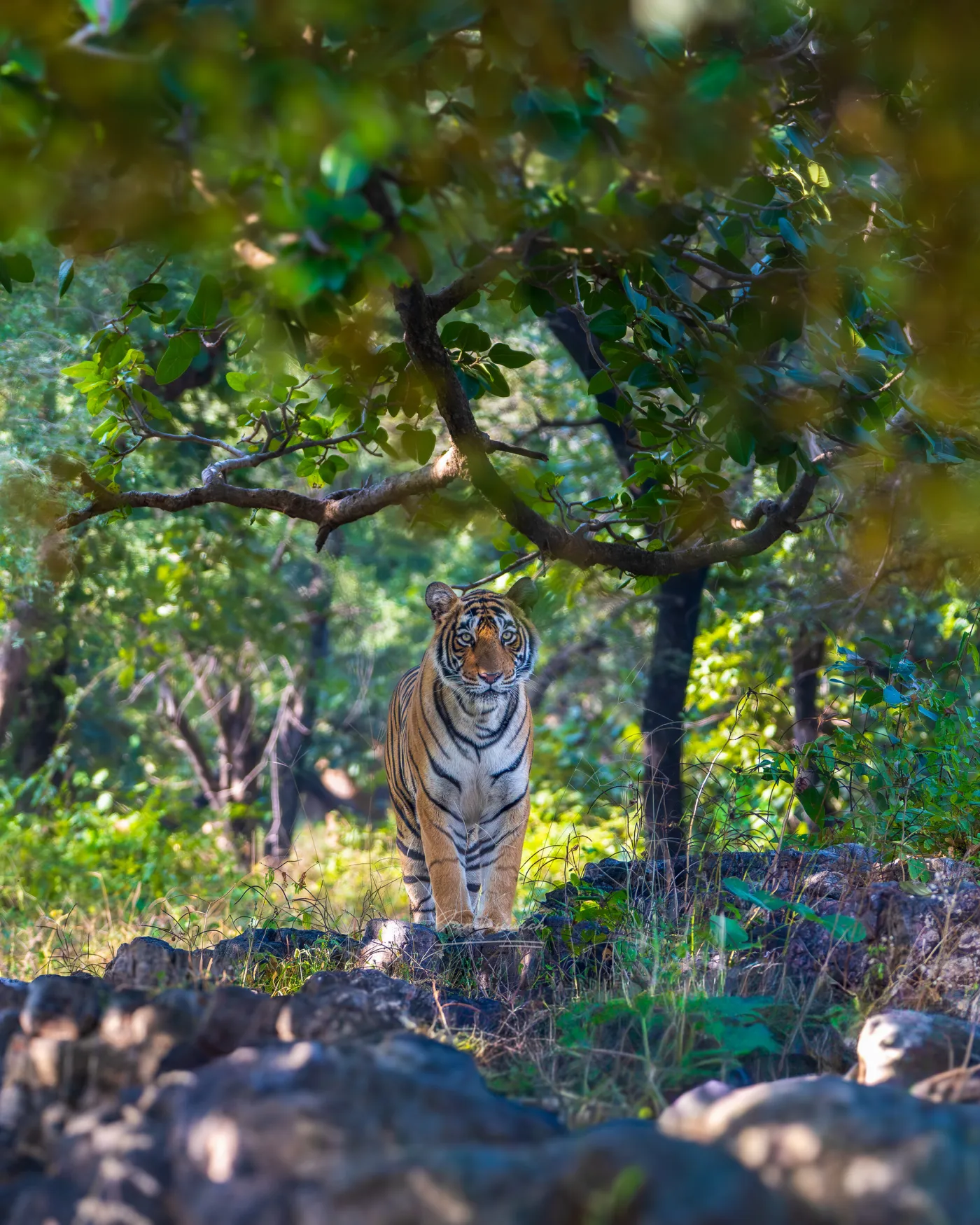 A Bengal tiger standing on the rocks under open forest