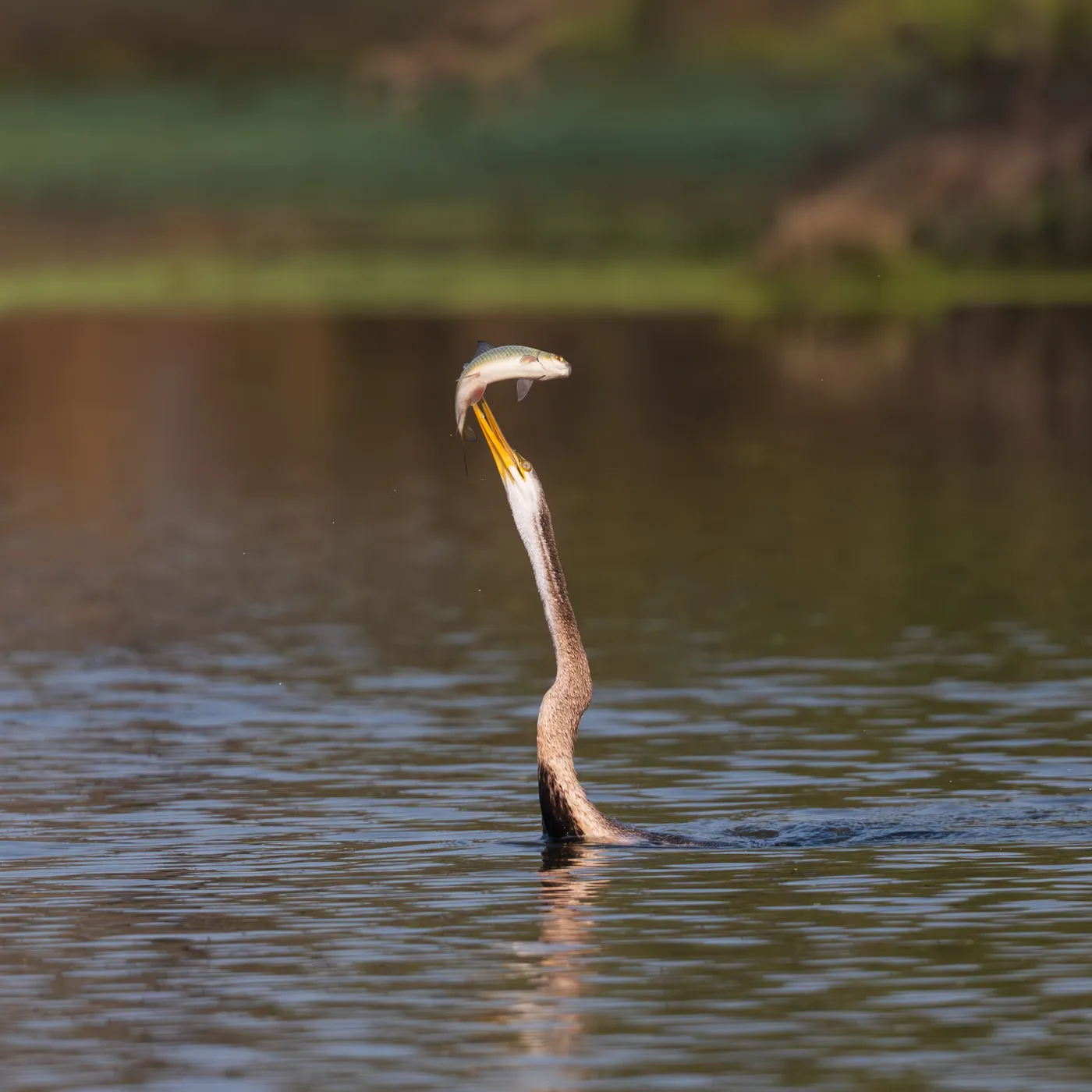 A darter surfacing with a fish at the edge of the jheel